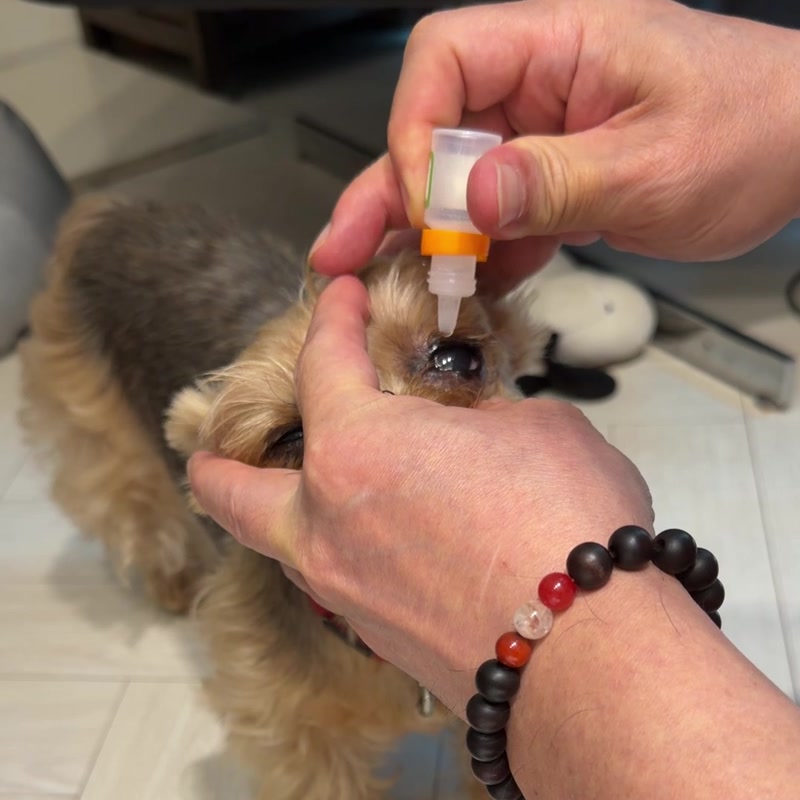 Gomi's owner steadying her head with one hand and holding an eye drop bottle above her open eye with the other