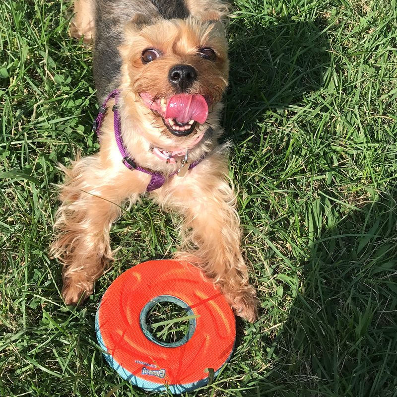 Gomi lying in the grass beside her orange flying ring