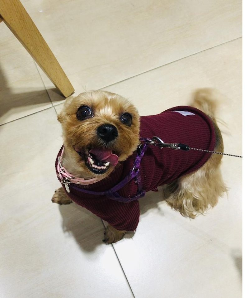 Gomi on her walk with leash