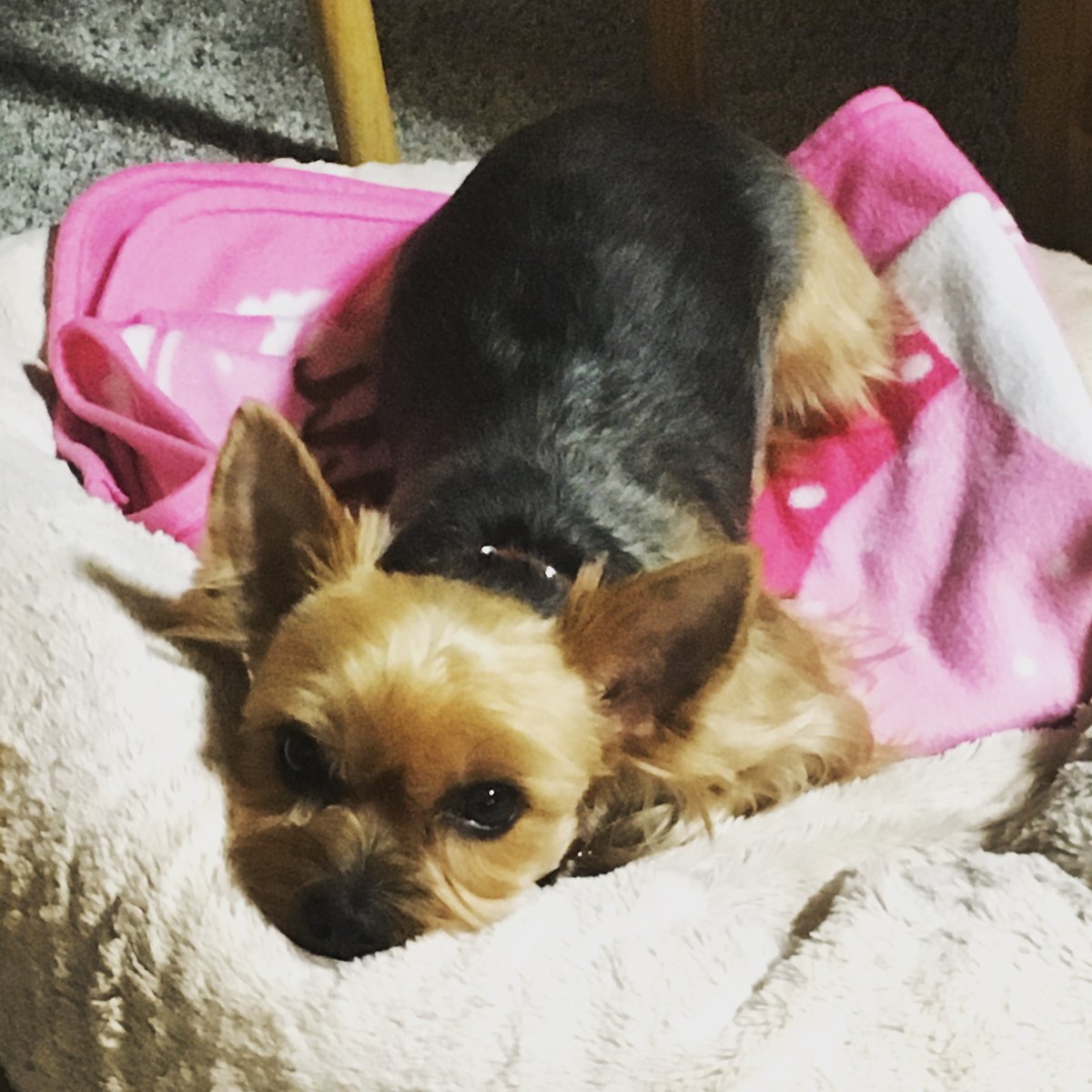 Gomi napping in her cozy pet bed