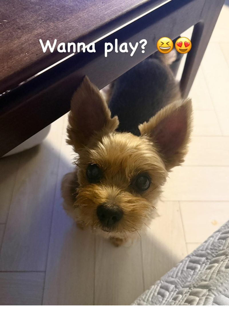 Gomi ready to play