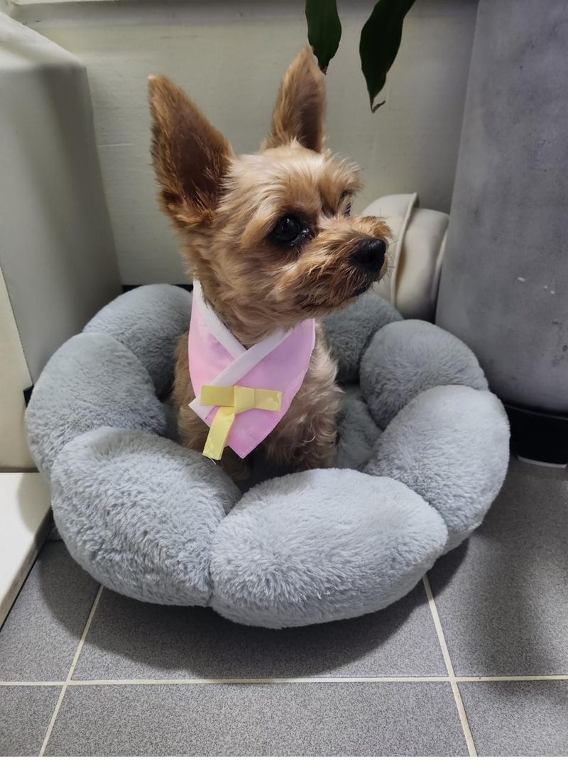 Gomi in a hanbok