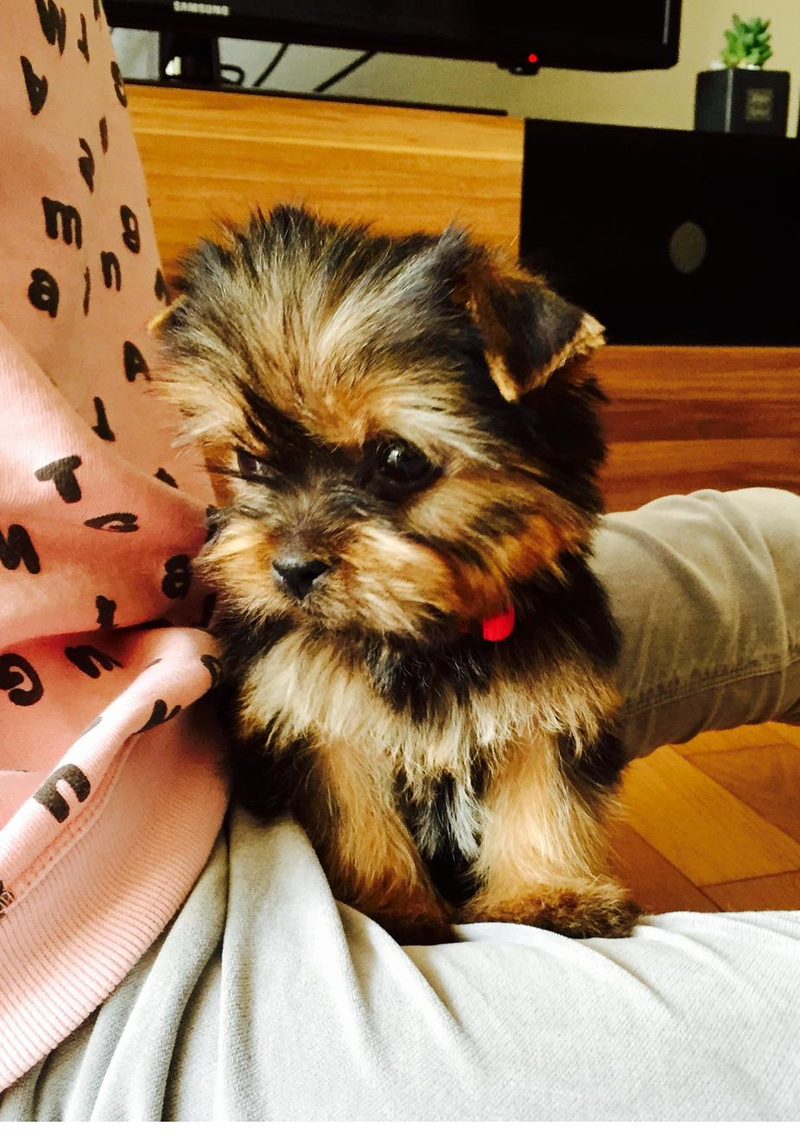 Gomi as a puppy