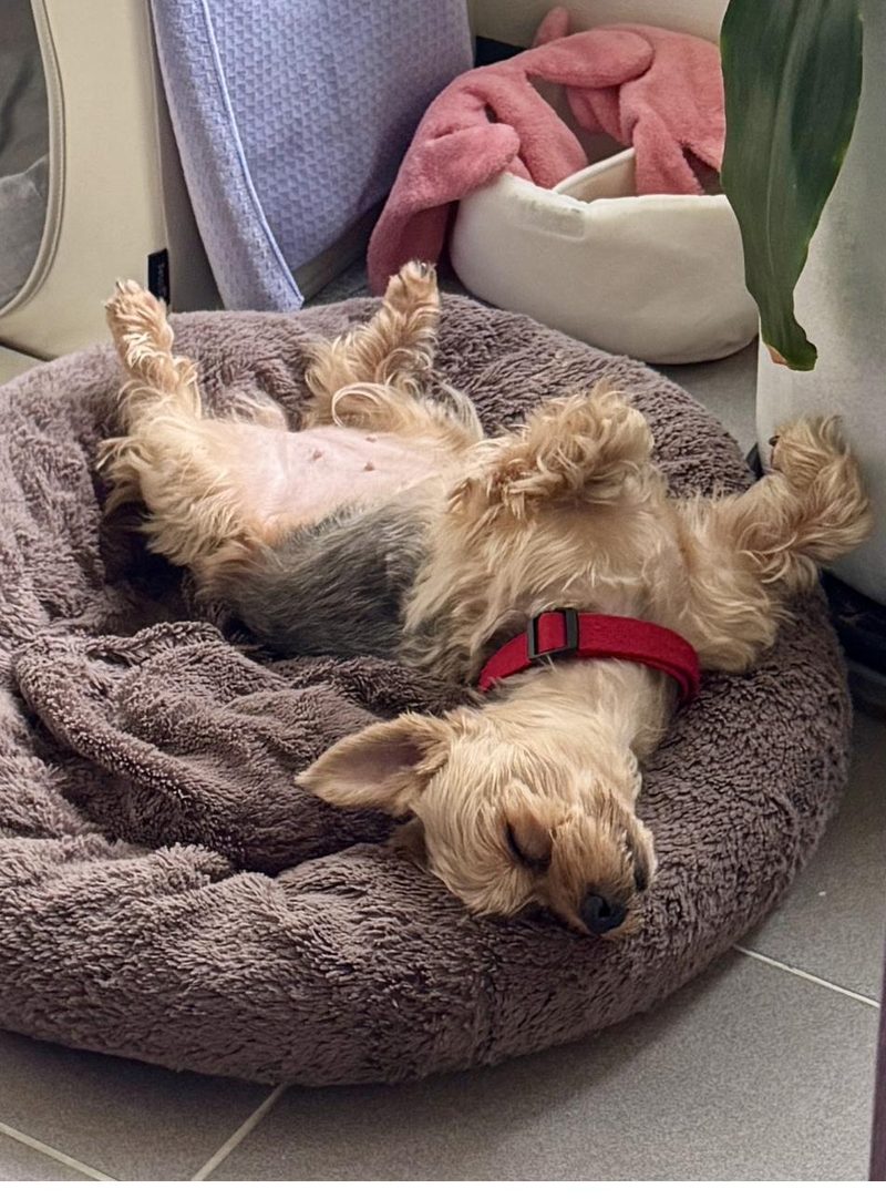Gomi resting