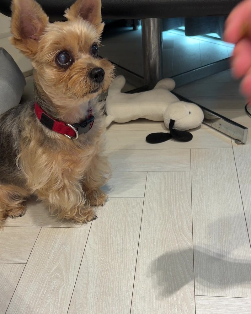 Gomi sitting and looking up expectantly at a hand holding a treat